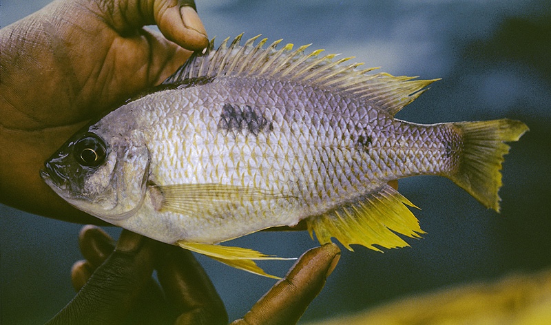 Copadichromis trimaculatus 'Jalo Reef'